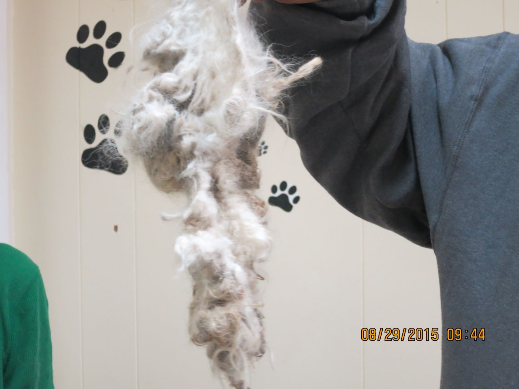 puppy_mill49.JPG